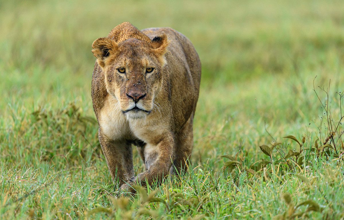 6 Days Tanzania Camping Safari